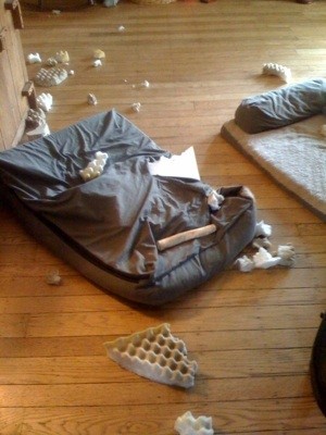 BrunoBoxer1Year3MonthsChewBed