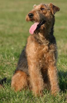 airedale-terrier