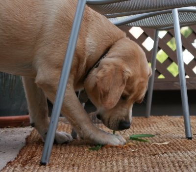 pup chewing plants