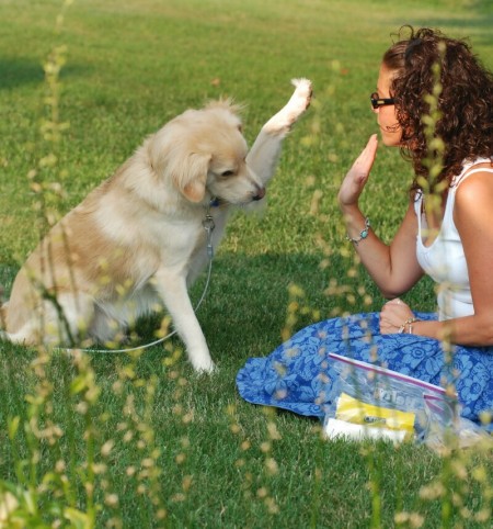dog train high five