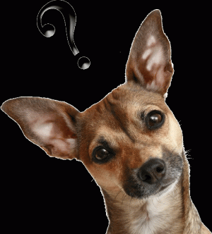 curious_dog