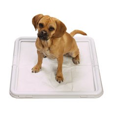 puppy_wee