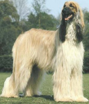 Afghan Hound