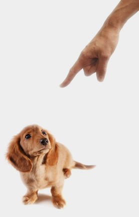 dog_training_5