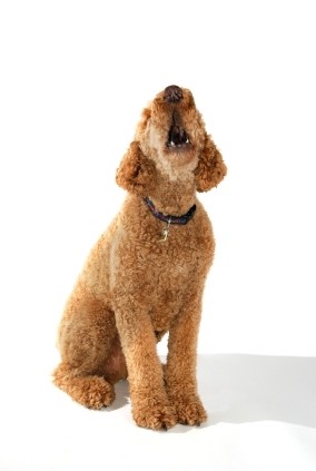 barking-dog