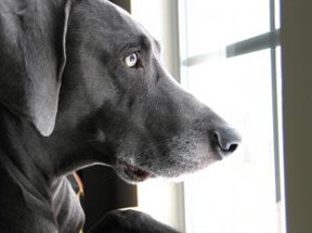dog-window-kentchilton
