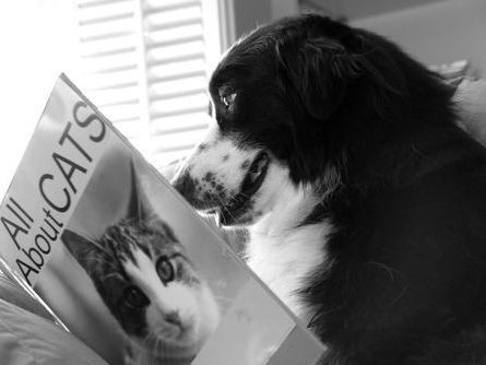 Aff_jean_Logo_dog-reading-book