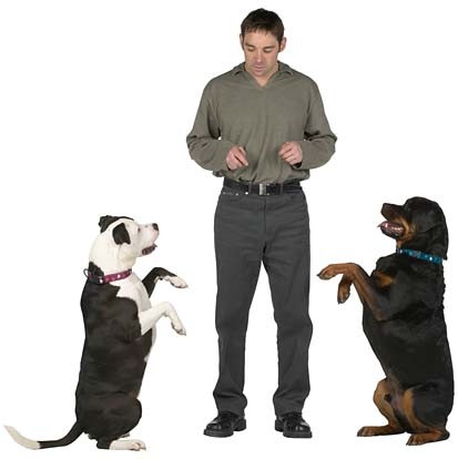 dog-obedience-training-clicker