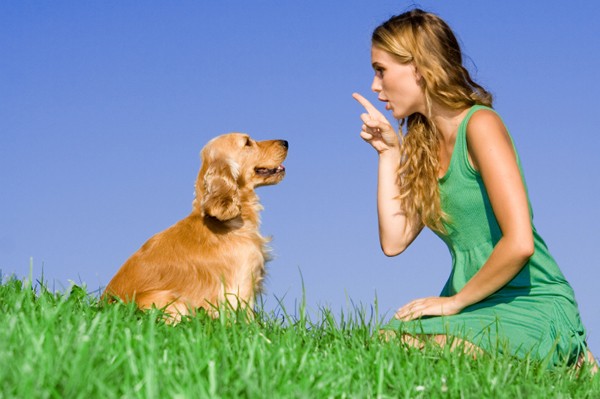 dog-training