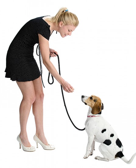 dog on leash 1
