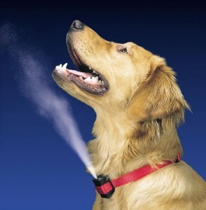 bark-collar-citronella2-294x30