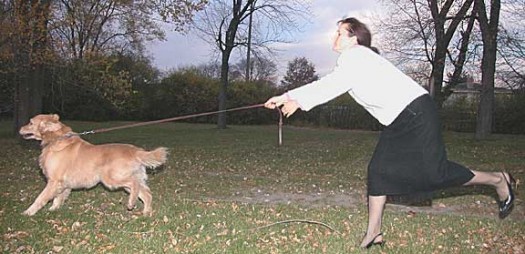 pulling-dog-525x254