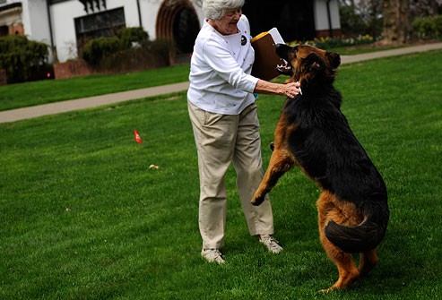 getty_rm_photo_of_dog_jumping_