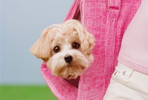 getty_rm_photo_of_poodle_in_pi