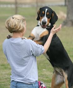 dog-jumping-up