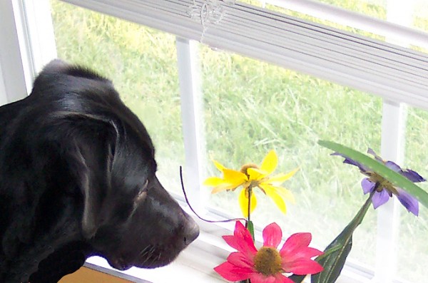 dog-sniffing-flowers