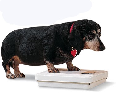 1-obesity-dogs