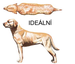 ideal
