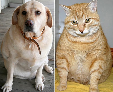 obesepets1