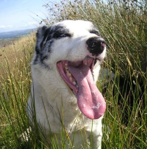 happy dog