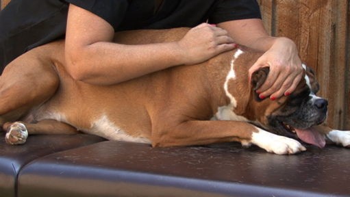 k_jlucas_pbianca_dog-massage_0