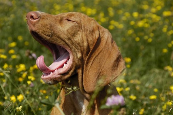 080916-dog-yawning-02