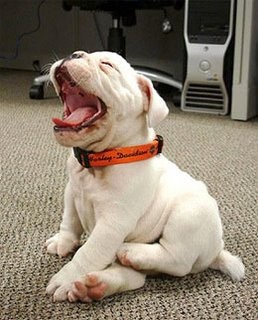 cute-dog-yawning1[1]