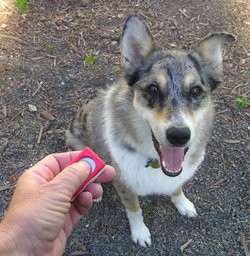 clicker-dog-training