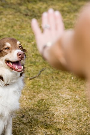 dog_training