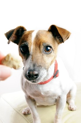 dog-training-jack