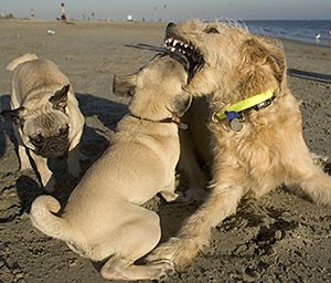 Percy&2Pugs_1