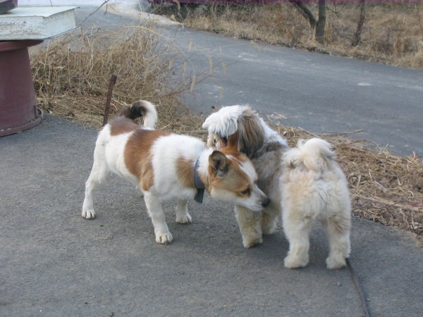 Twodogs_sniffing