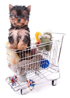 dog-squeaky-toys-blog