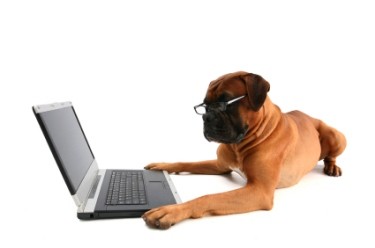 dog_with_glasses_reading_lapto