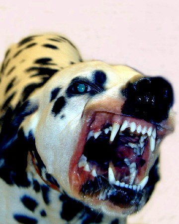 dog4