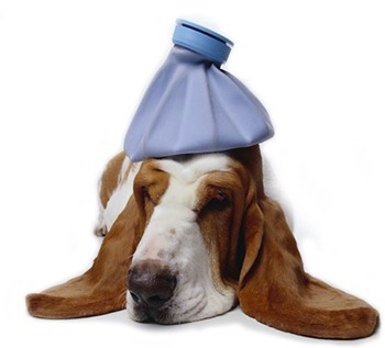 sick-dog