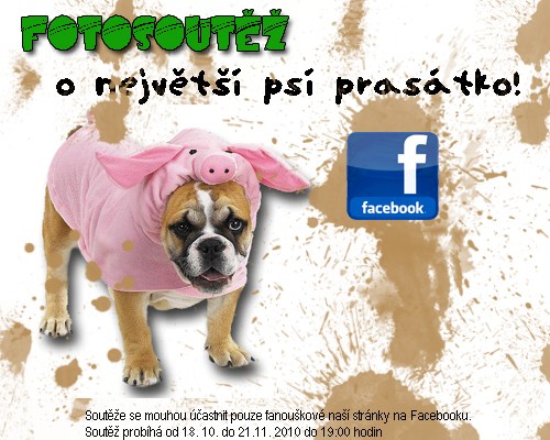 fotosoutez_psi_prasatko