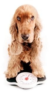 dog-weight-loss
