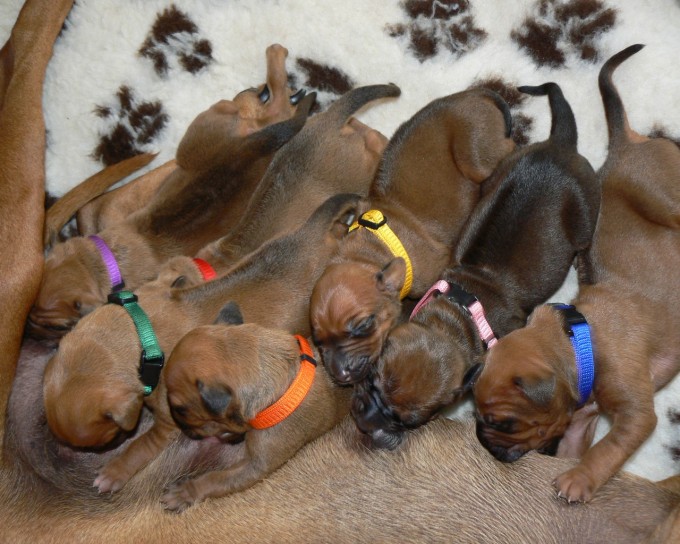 amy-mkai-eufonia-ridgeback-ste