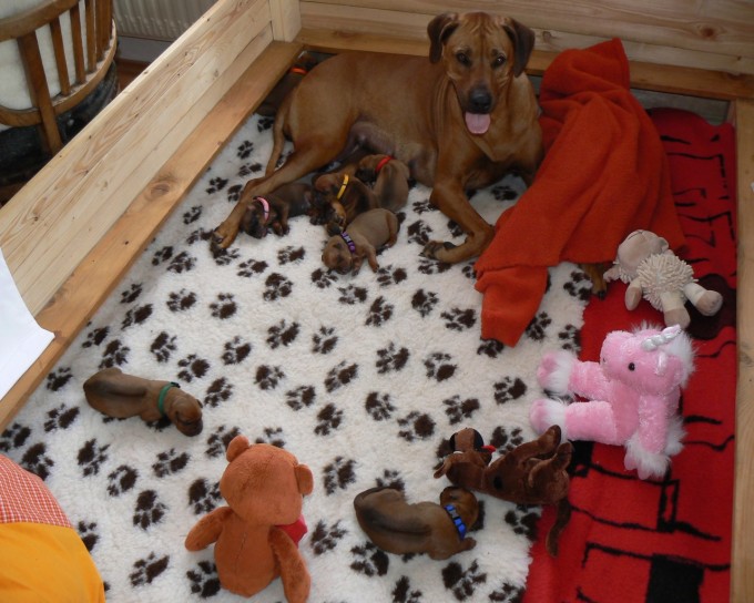 amy-mkai-eufonia-ridgeback-ste