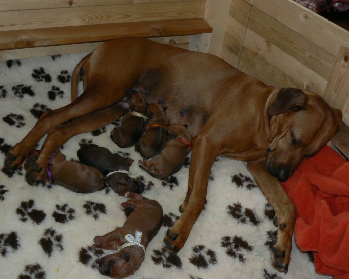 amy-mkai-eufonia-ridgeback-ste