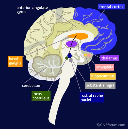 Neuro_biol_OCD